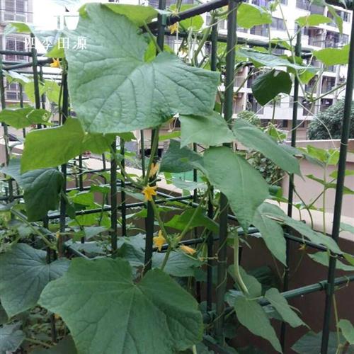 代替竹竿园艺支柱家用包塑钢管爬藤架葡萄固定大棚骨架种黄瓜菜杆