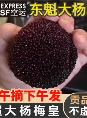 仙居东魁大杨梅礼盒装顺丰空运