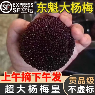 【顺丰空运】浙江台州仙居东魁大杨梅颗粒装新鲜水果端午节礼盒装