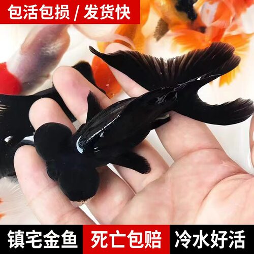 冷水鱼观赏鱼金鱼龙睛金鱼小鱼