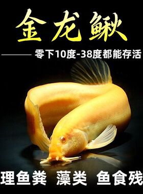 黄金鳅清道夫金龙鳅泥鳅活鱼饵耐寒鱼型肉食易存活鱼缸清洁鱼鱼苗
