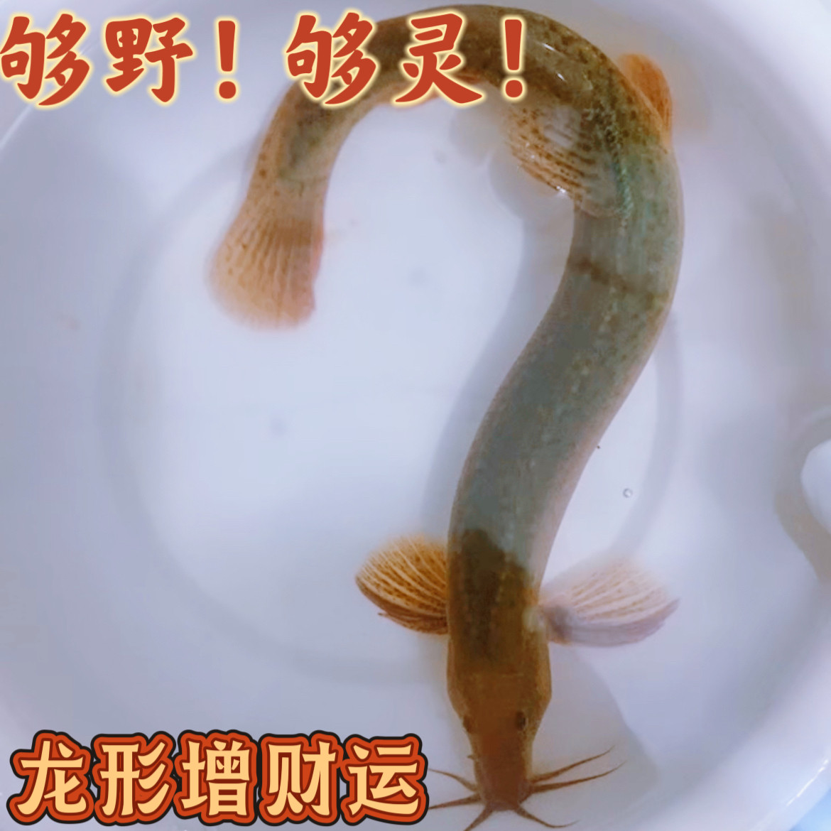 20公分以上堕龙鱼缸专用黑灰泥鳅活体观赏鱼耐高温耐低温清洁鱼苗
