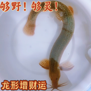 20公分以上堕龙鱼缸专用黑灰泥鳅活体观赏鱼耐高温耐低温清洁鱼苗
