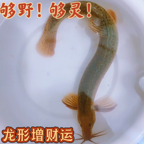 20公分以上堕龙鱼缸专用黑灰泥鳅活体观赏鱼耐高温耐低温清洁鱼苗