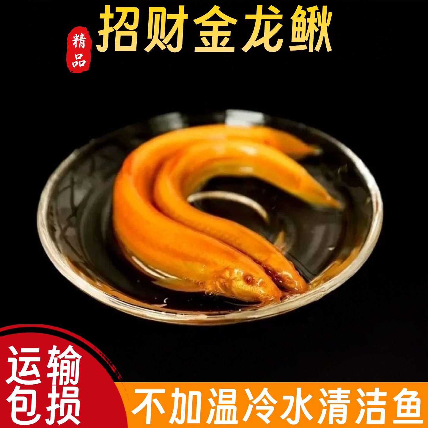 冷水鱼观赏鱼黄金鳅清道夫清洁鱼图片