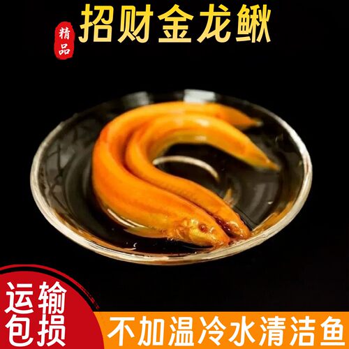 冷水鱼观赏鱼黄金鳅清道夫清洁鱼