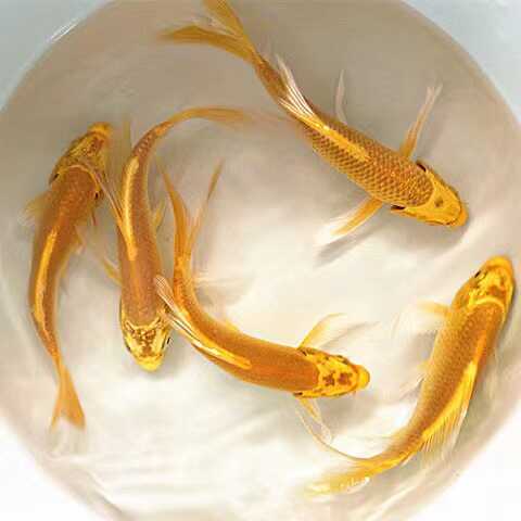 好养耐活黄金龙凤锦鲤冷水观赏鱼