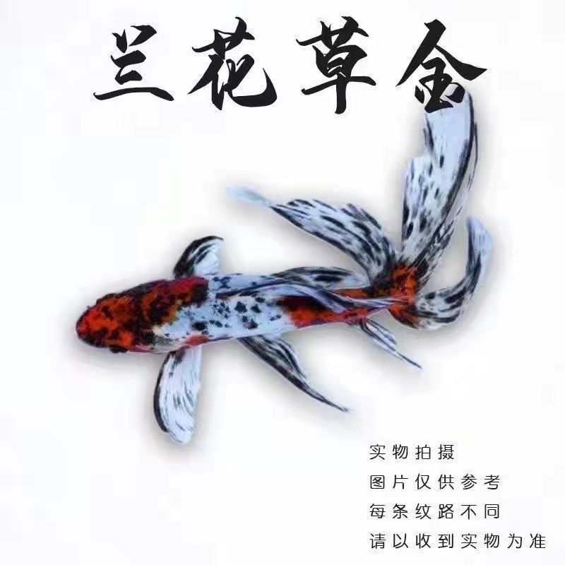 冷水鱼观赏鱼花色锦鲫鱼五花色