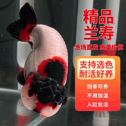 精选兰寿不用加温入缸包活教饲养