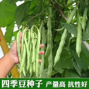 早熟无架矮生地豆阳台盆栽高产种 无架四季 豆种子 家庭小院四季