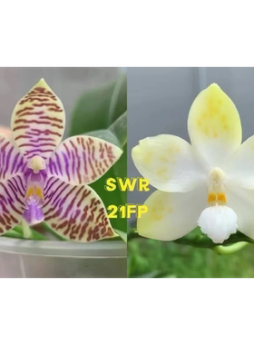 花农杰哥原生种蝴蝶兰直播用链接 SWR21FR