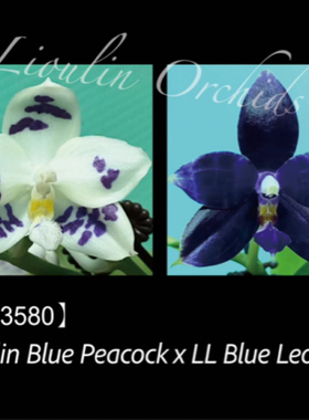 花农杰哥原生种珍奇类蝴蝶兰 3580蓝孔雀交蓝豹