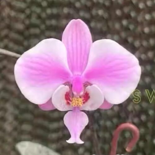 花农杰哥原生种直播专用西蕾丽蝴蝶兰SWRM929