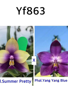 花农杰哥原生种蝴蝶兰直播专用链接 YF863