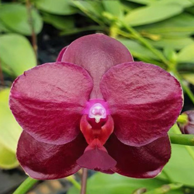 花农杰哥原生种珍奇类蝴蝶兰蕊娜絲1661