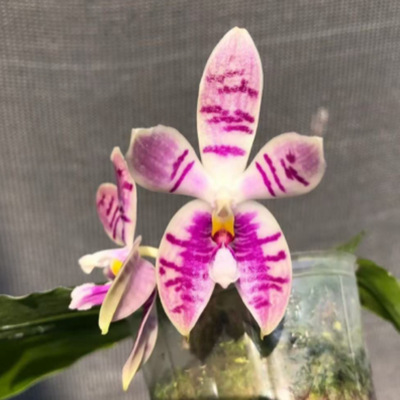 花农杰哥原生种直播专用干杯SWRCheers' (MC) 蝴蝶兰