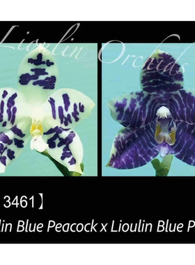 花农杰哥原生种珍奇类蝴蝶兰 3461蓝孔雀交蓝鹦鹉