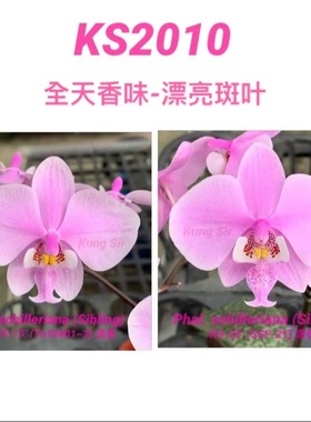 花农杰哥原生种西蕾丽蝴蝶兰全日香