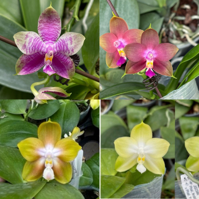 JG2386 花农杰哥原生种珍奇类蝴蝶兰直播用