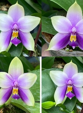 花农杰哥原生种珍奇类蝴蝶兰直播用蓝色贝丽娜