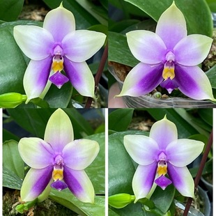 花农杰哥原生种珍奇类蝴蝶兰直播用蓝色贝丽娜