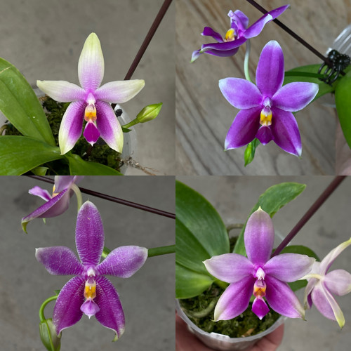 JG2387 花农杰哥原生种珍奇类蝴蝶兰
