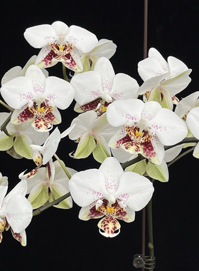 花农杰哥原生种蝴蝶兰JG109史塔基 白瓷（分生）