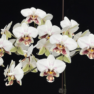 JG109史塔基白瓷（分生） 花农杰哥原生种蝴蝶兰