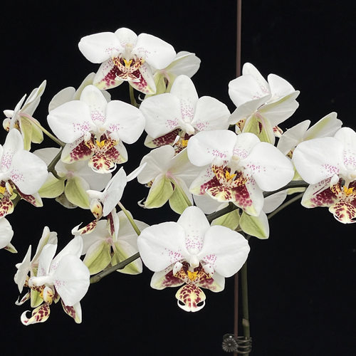 JG109史塔基白瓷（分生） 花农杰哥原生种蝴蝶兰