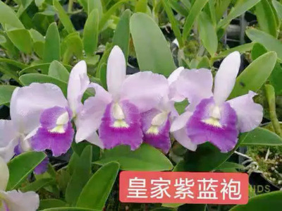 皇家紫蓝袍卡特兰 花农杰哥兰园