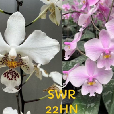 SWR22HN 花农杰哥原生种西蕾丽蝴蝶兰直播专用