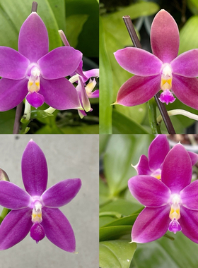 花农杰哥原生种蝴蝶兰直播用红色珍妮弗