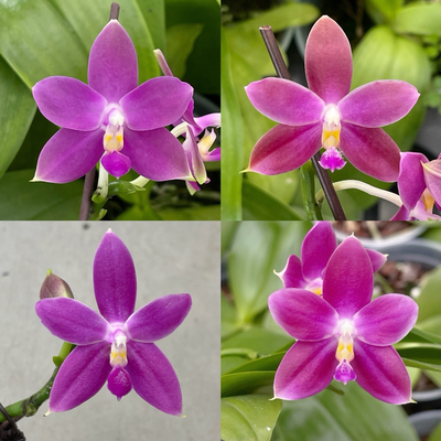 花农杰哥原生种蝴蝶兰直播用红色珍妮弗