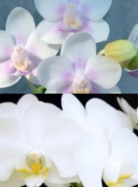 花农杰哥原生种直播专用链接趣味珍奇类蝴蝶兰SWRH9E2阿嬷交雪花