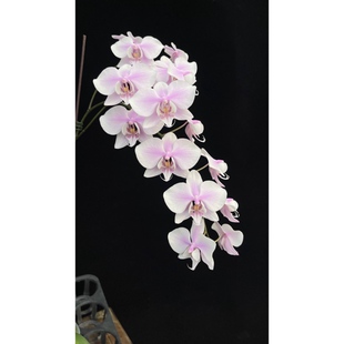 花农杰哥原生种蝴蝶兰直播用JG2338