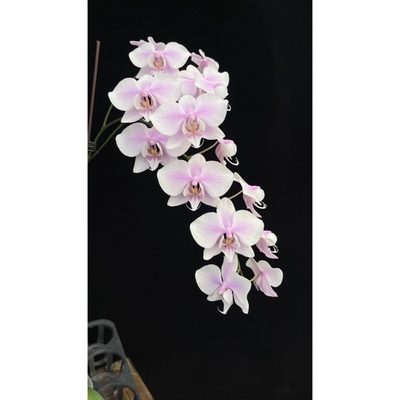 花农杰哥原生种蝴蝶兰直播用JG2338