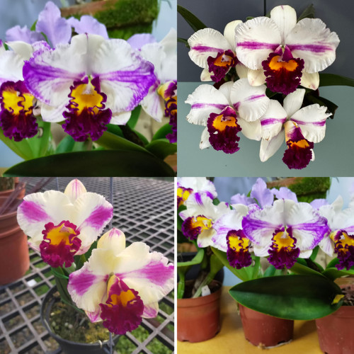 茂山富士卡特兰 花农杰哥兰花园
