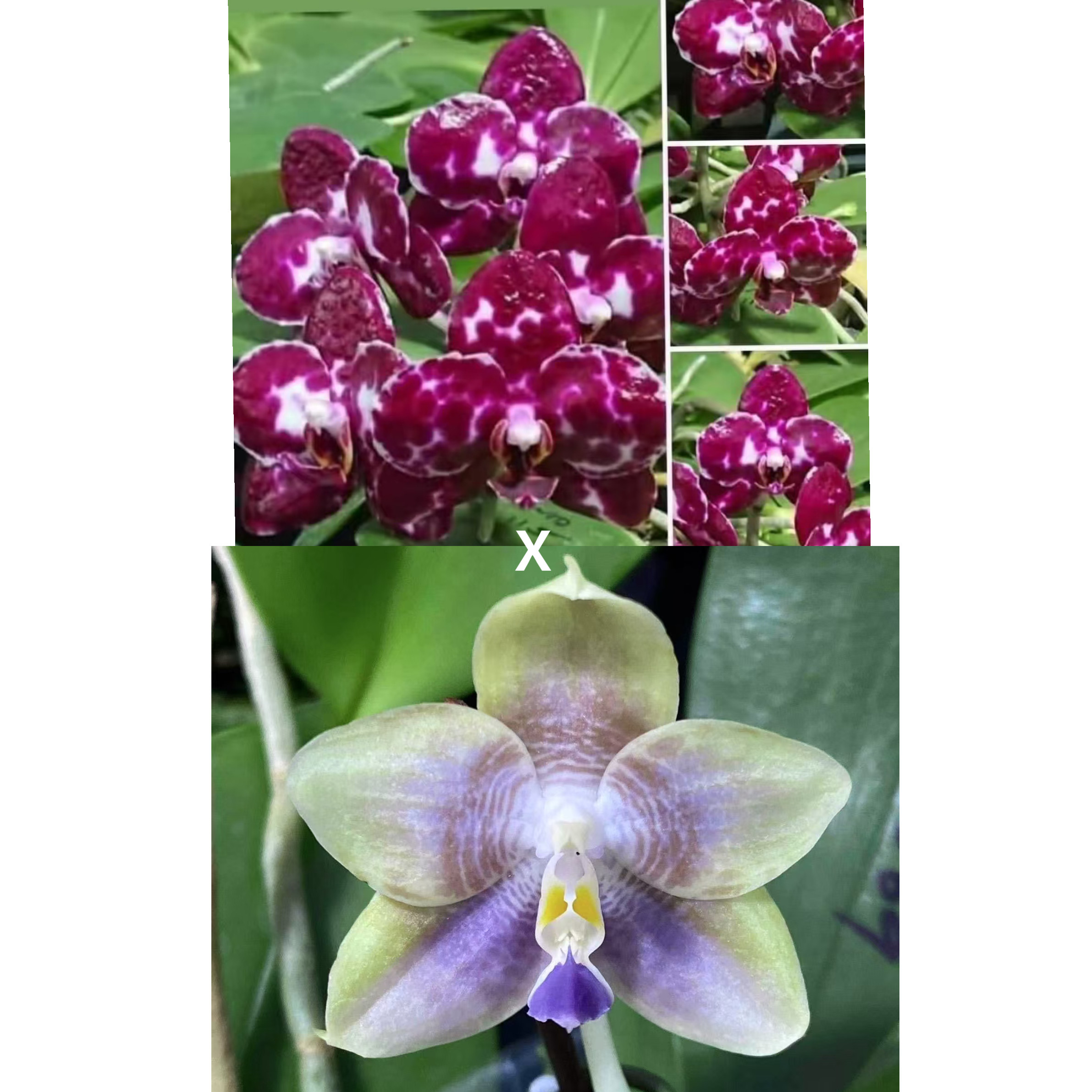 花农杰哥原生种珍奇类蝴蝶兰AMM133