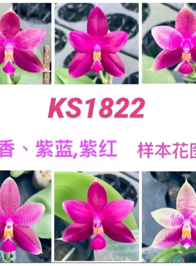 花农杰哥原生种珍奇类蝴蝶兰 KS1822