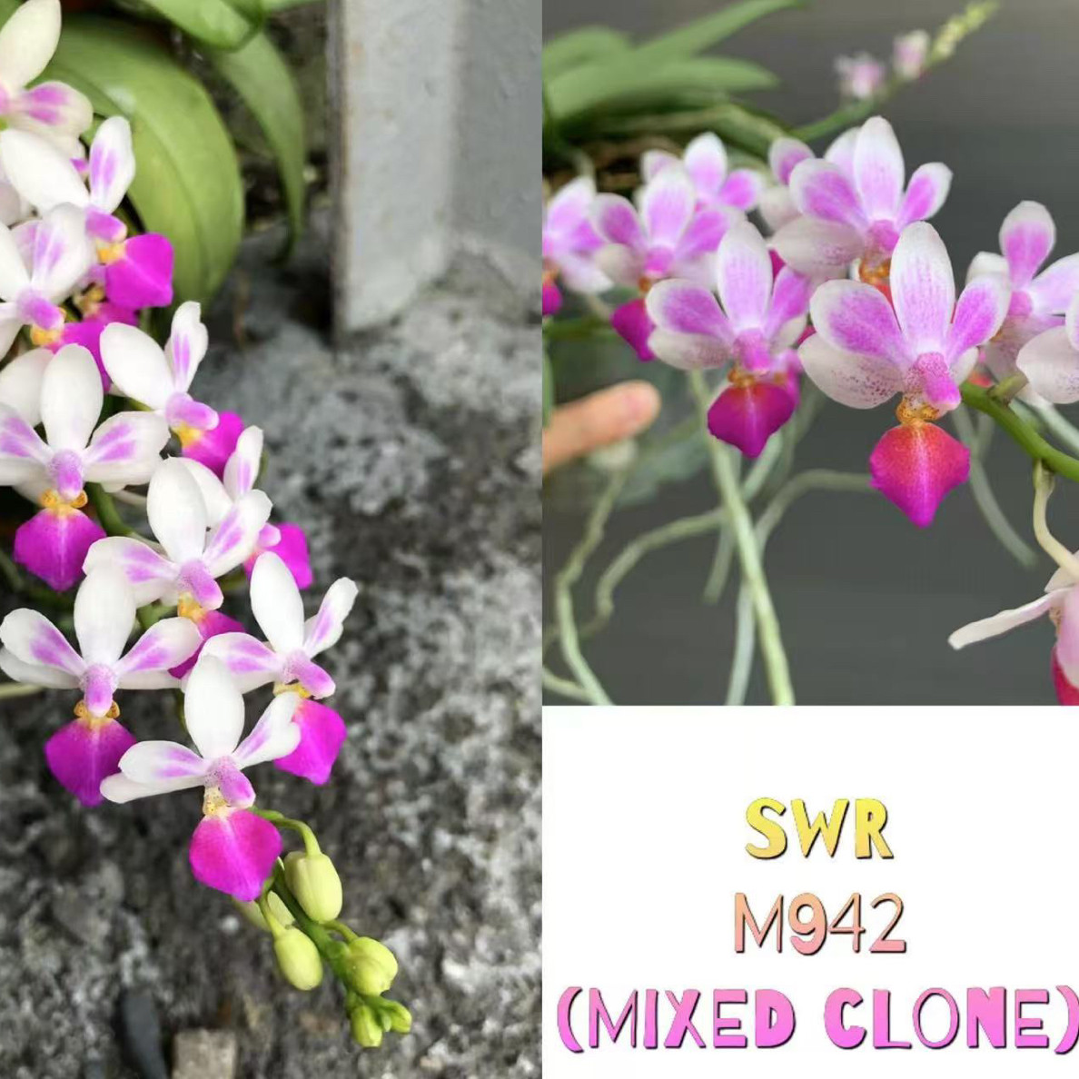 花农杰哥原生种蝴蝶兰直播用SWRM942