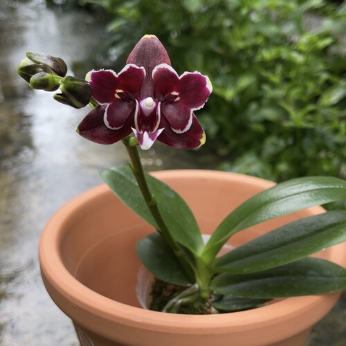 嗜血玛丽 花农杰哥原生种蝴蝶兰
