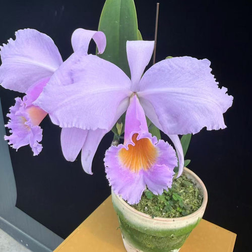 卡特兰同色舒罗JG2394 花农杰哥原生种