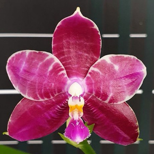 花农杰哥原生种直播专用珍奇类蝴蝶兰林登斑马808