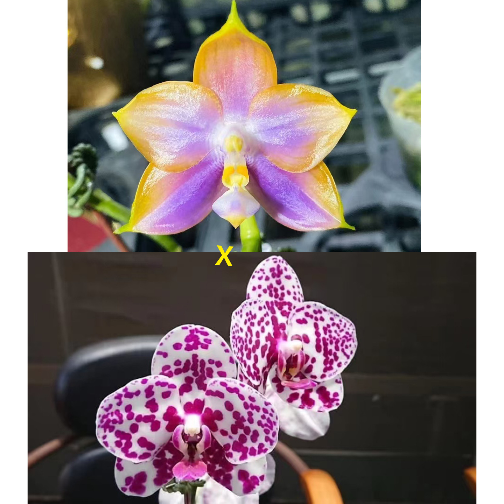 花农杰哥原生种珍奇类蝴蝶兰AMM123