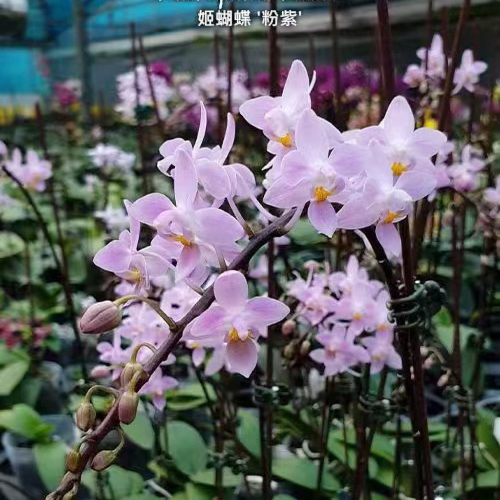 花农杰哥原生种直播专用珍奇类姬蝴蝶粉紫兄弟交蝴蝶兰