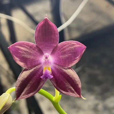 蓝海星 花农杰哥原生种蝴蝶兰直播用