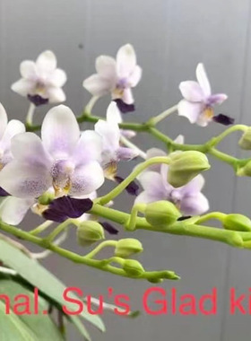 花农杰哥原生种蝴蝶兰直播用苏式快乐蓝