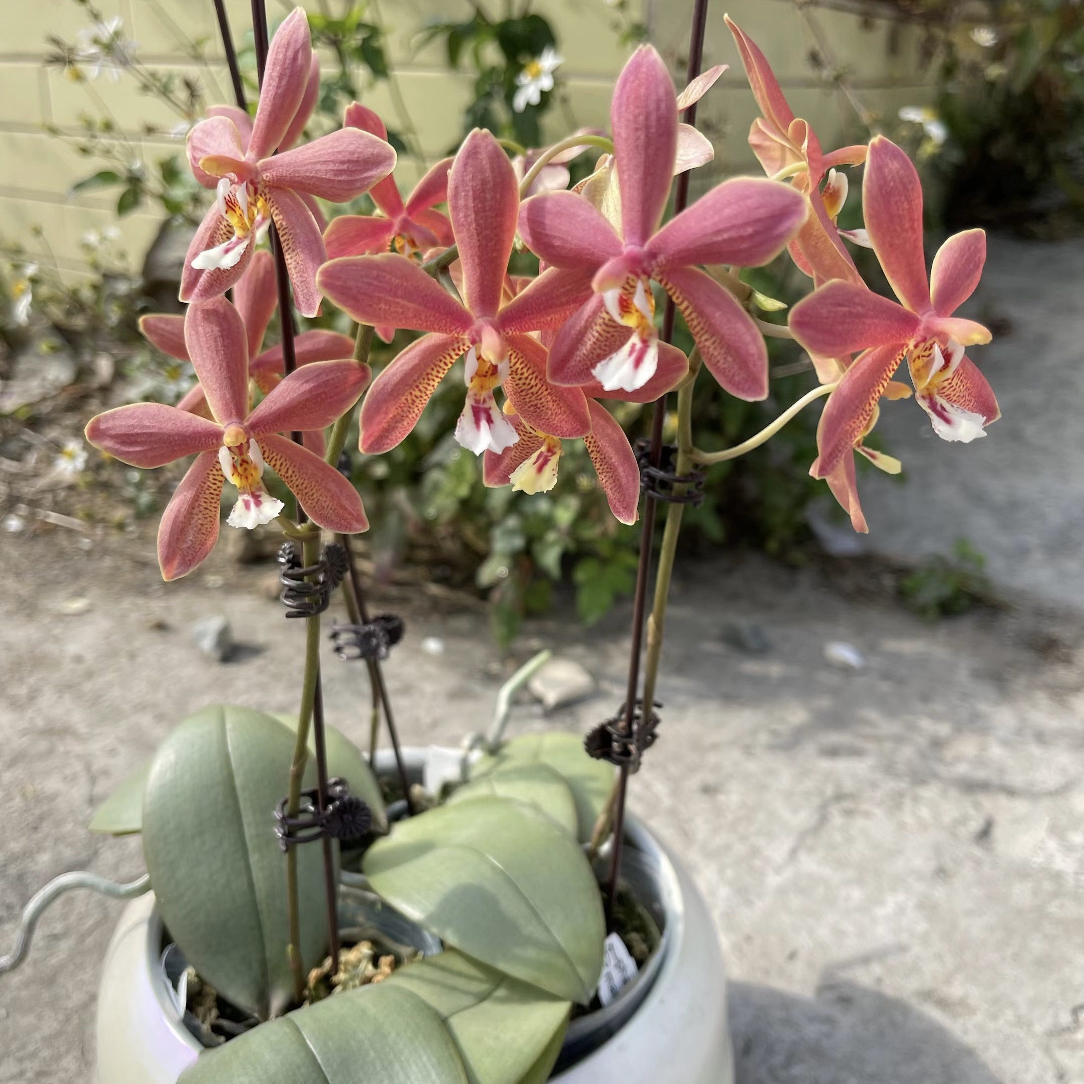 西交黑曼尼 花农杰哥原生种珍奇类蝴蝶兰直播用