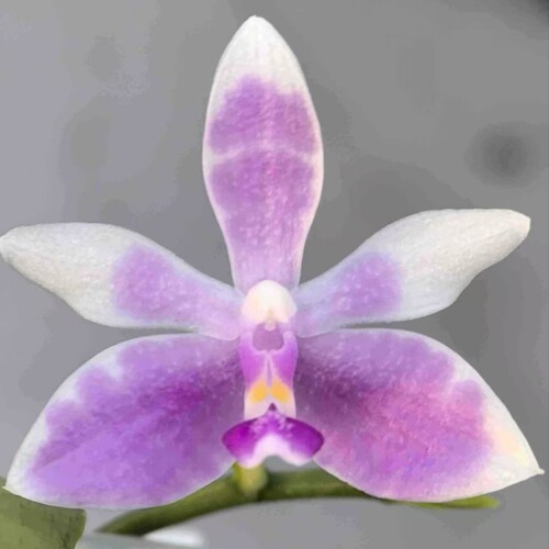 羞花SWR22IK 花农杰哥原生种蝴蝶兰直播用