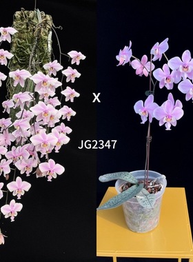 花农杰哥原生种蝴蝶兰西蕾丽 JG2347